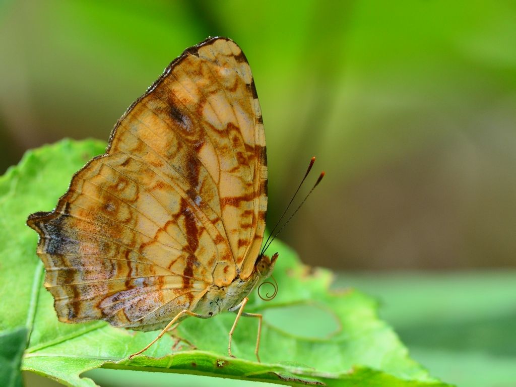  p>大孔雀蝶是鸟类最爱吃的一种美味食物,它们经常先一动不动地装死