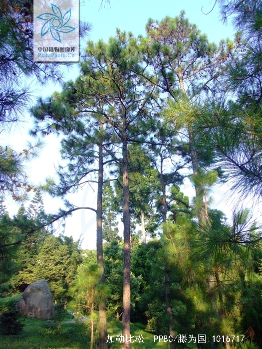  p>加勒比松(学名: i>pinus caribaea /i> morelet )是松科松属植物