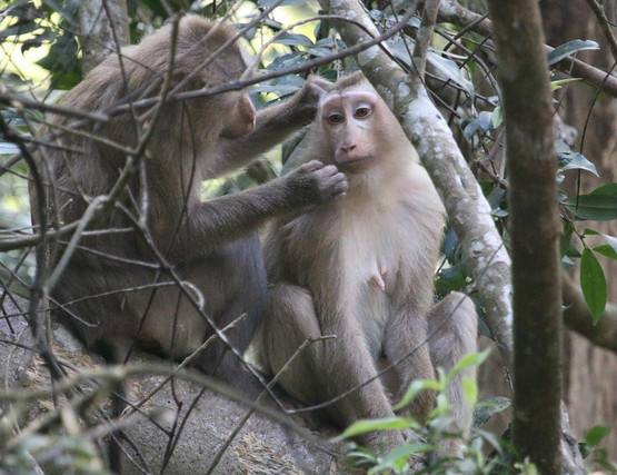  p>猕猴(学名: i>macaca mulatta /i>):体长51-63厘米.