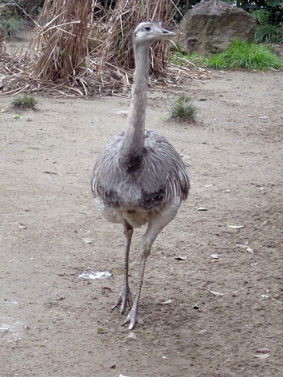  p> a target="_blank" href="/item/美洲鸵鸟/7752008" data-lemmaid