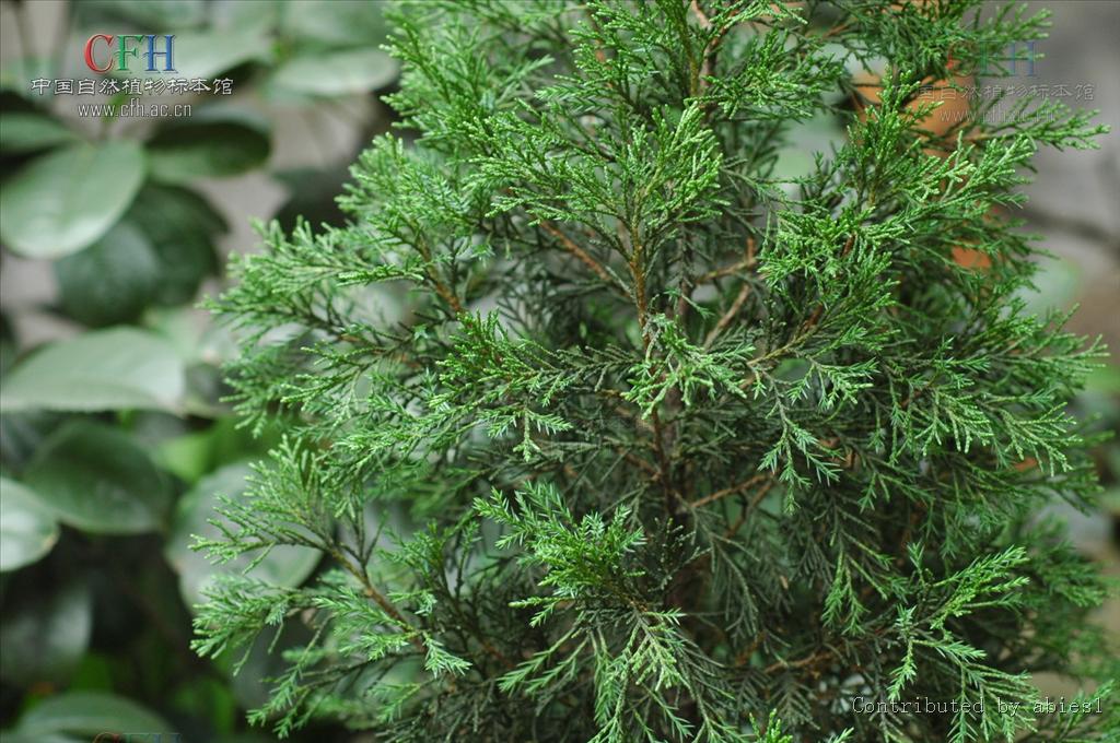  p>翠柏(学名: i>calocedrus macrolepis /i> kurz)是柏科,翠柏属 a