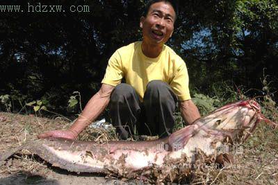  p data-id="tiqavsp93ygl">胡子鱼是鲤形目鲶