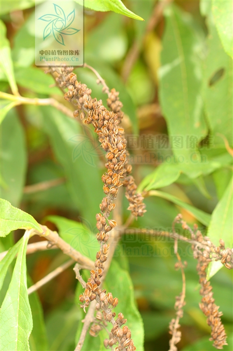  p> b>大序醉鱼草 /b>(学名: i>buddleja macrostachya /i>)为玄参科