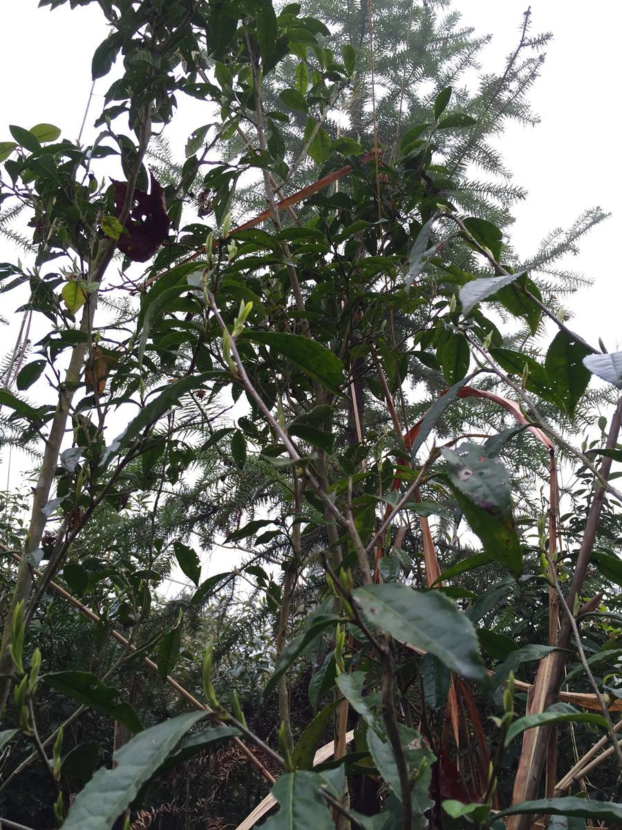  p>白茶树属(学名:koilodepas hassk.