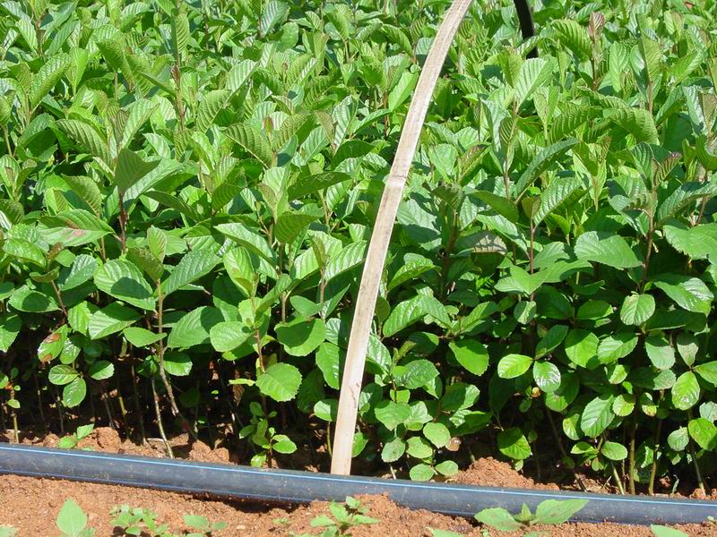  p>川滇桤木(学名: i>alnus ferdinandi-coburgii  /i>schneid.