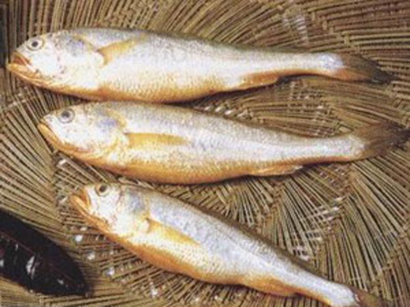  p>黄姑鱼(学名: i>nibea albiflora) /i>是石首鱼科,黄姑鱼属鱼类.