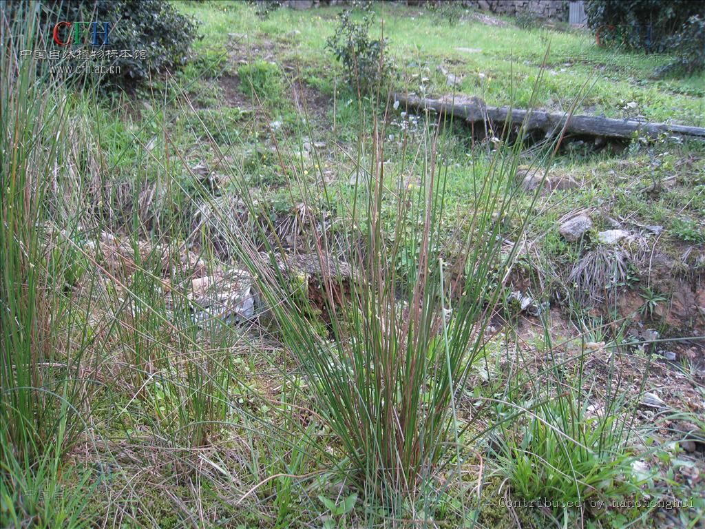  p>萤蔺是一种属于单子叶植物纲莎草科 a>藨草属 /a>的多年生草本杂草