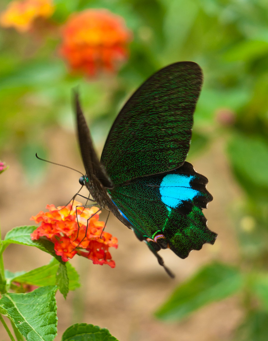  p>巴黎翠凤蝶(学名: i>papilio paris /i>)中型凤蝶,躯体黑褐色,散布