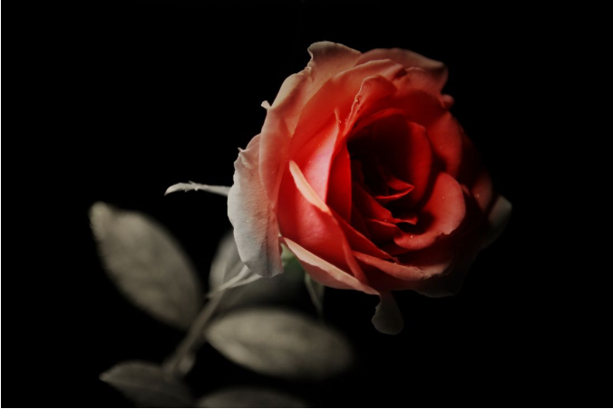 玫瑰花好看又治病 百科ta说