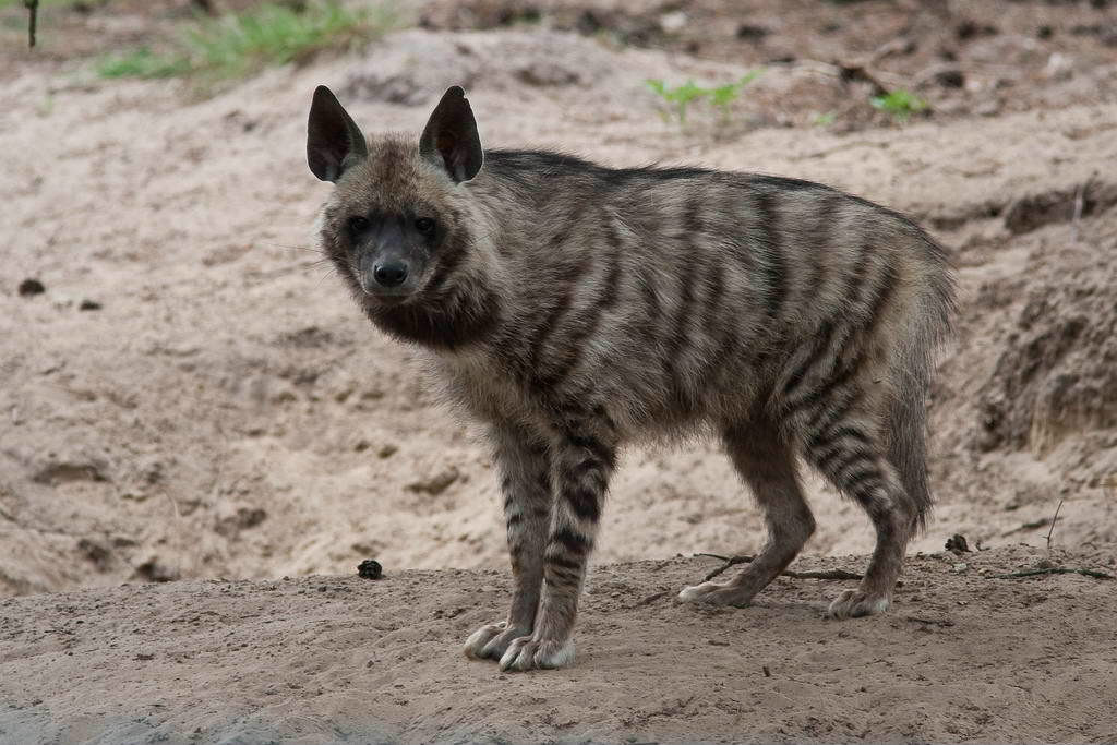  p data-id="gn3el6ka41">鬣狗属共有2种,即鬣狗(缟鬣狗,条纹鬣狗)