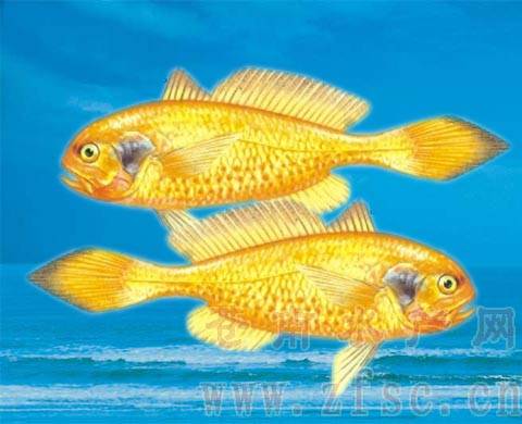 黑鳃梅童鱼_百度百科