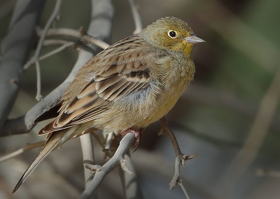  p>苍头鹀属小型 a href="#" data-lemmaid="2173587">鸣禽 /a>.