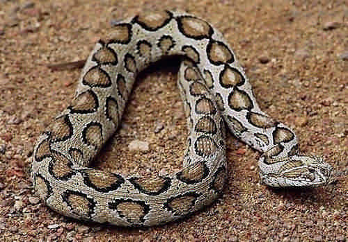  p>圆斑蝰(学名: i>daboia russelii siamensis /i>),又称百步金钱豹