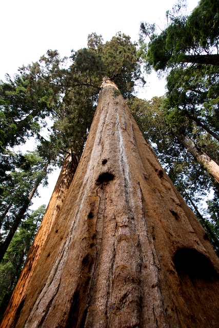  p>雪曼将军树(general sherman tree)是世界上最大的树,通常也被认为