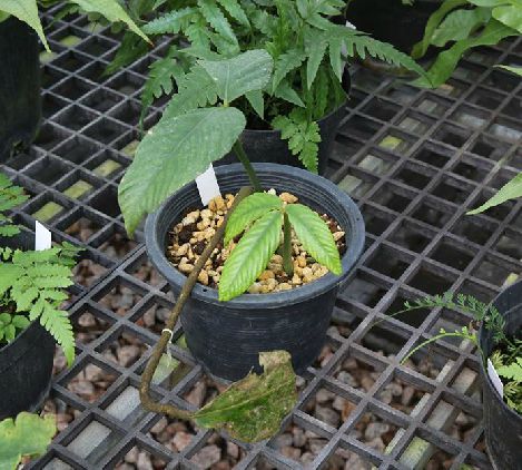  p>天星蕨(学名: i>christensenia assamica /i> (griff.