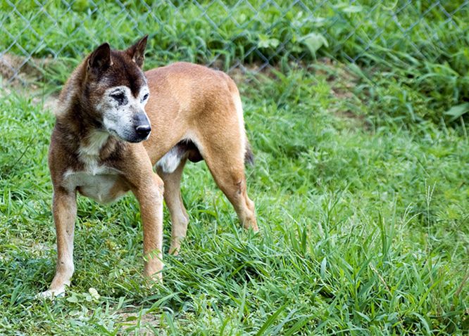 canis lupus hallstromi