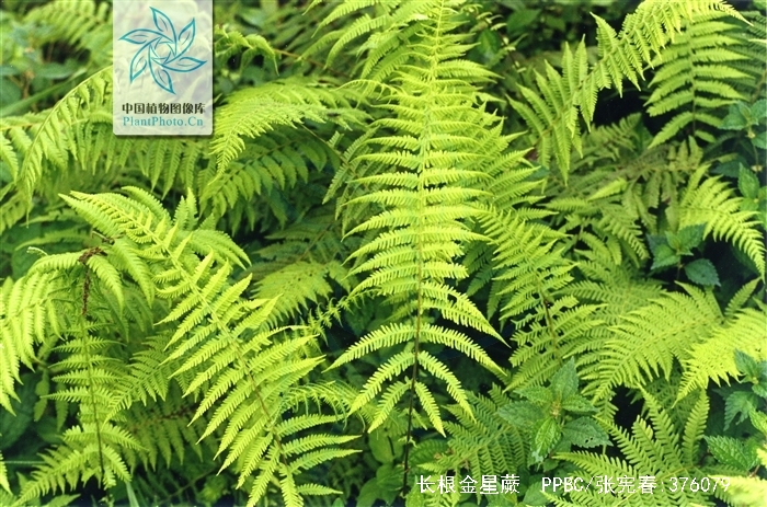  p>长根金星蕨(学名: i>parathelypteris beddomei /i> (bak.