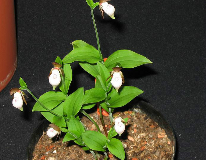  p>离萼杓兰(学名: i>cypripedium plectrochilum  /i> franch.