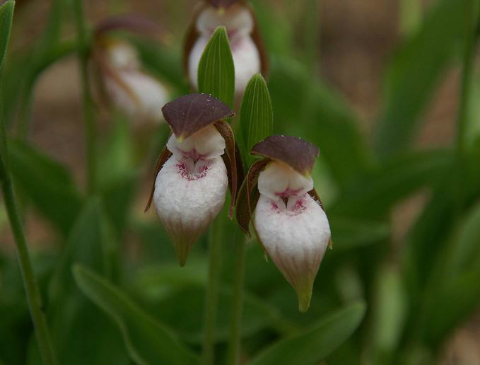  p>离萼杓兰(学名: i>cypripedium plectrochilum  /i> franch.