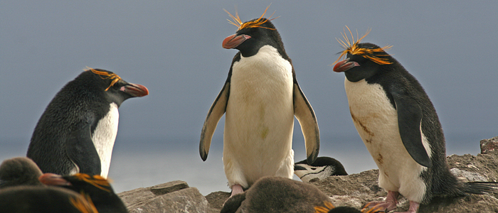布韦岛 全网资源