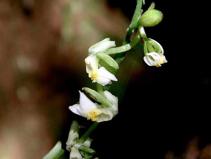  p>剑叶虾脊兰(学名: i>calanthe davidii /i>  franch.