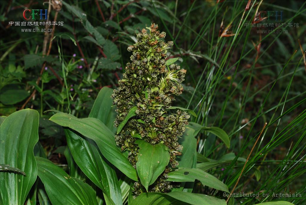 veratrilla (baill.) franch.