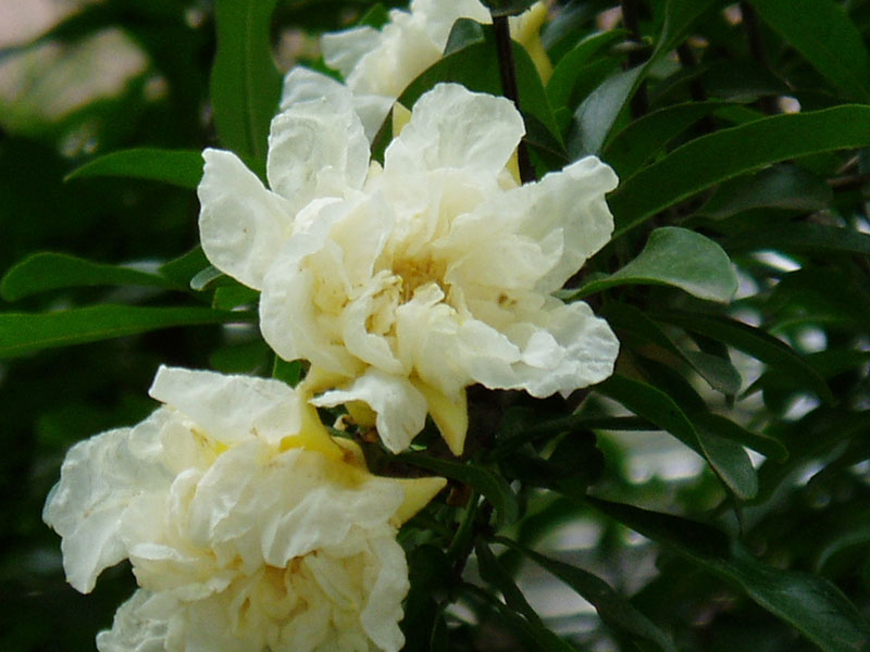  p data-id="go0hskx8pn">金罂是 a target="