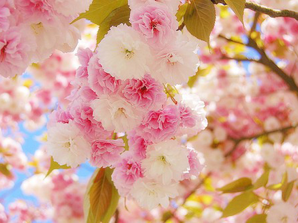  p>樱花(学名: i>cerasus   /i>sp.