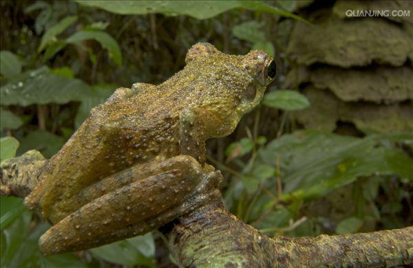  p>树蛙,无尾目树蛙科的1属,体多细长而扁,后肢长,吸盘大,指,趾间有