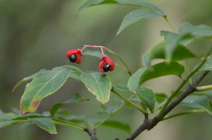  p>红椋子(学名:swida hemsleyi(schneid. et wanger.