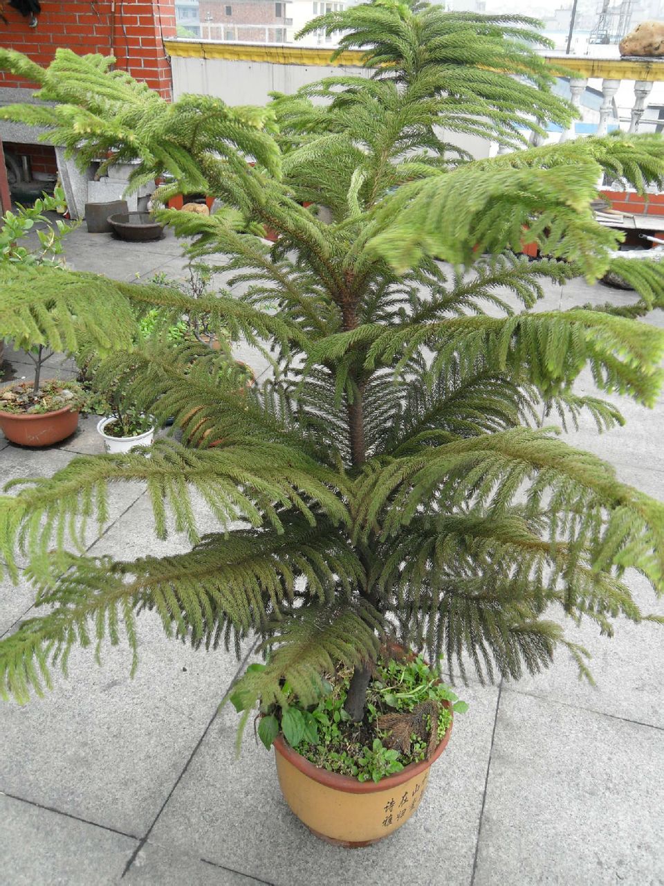 gnvjja3nx7">南洋松属于高常绿乔木,有很多种,如智利松,英杉,南洋杉等