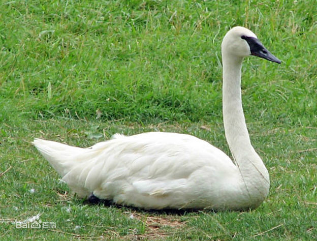 cygnus buccinator