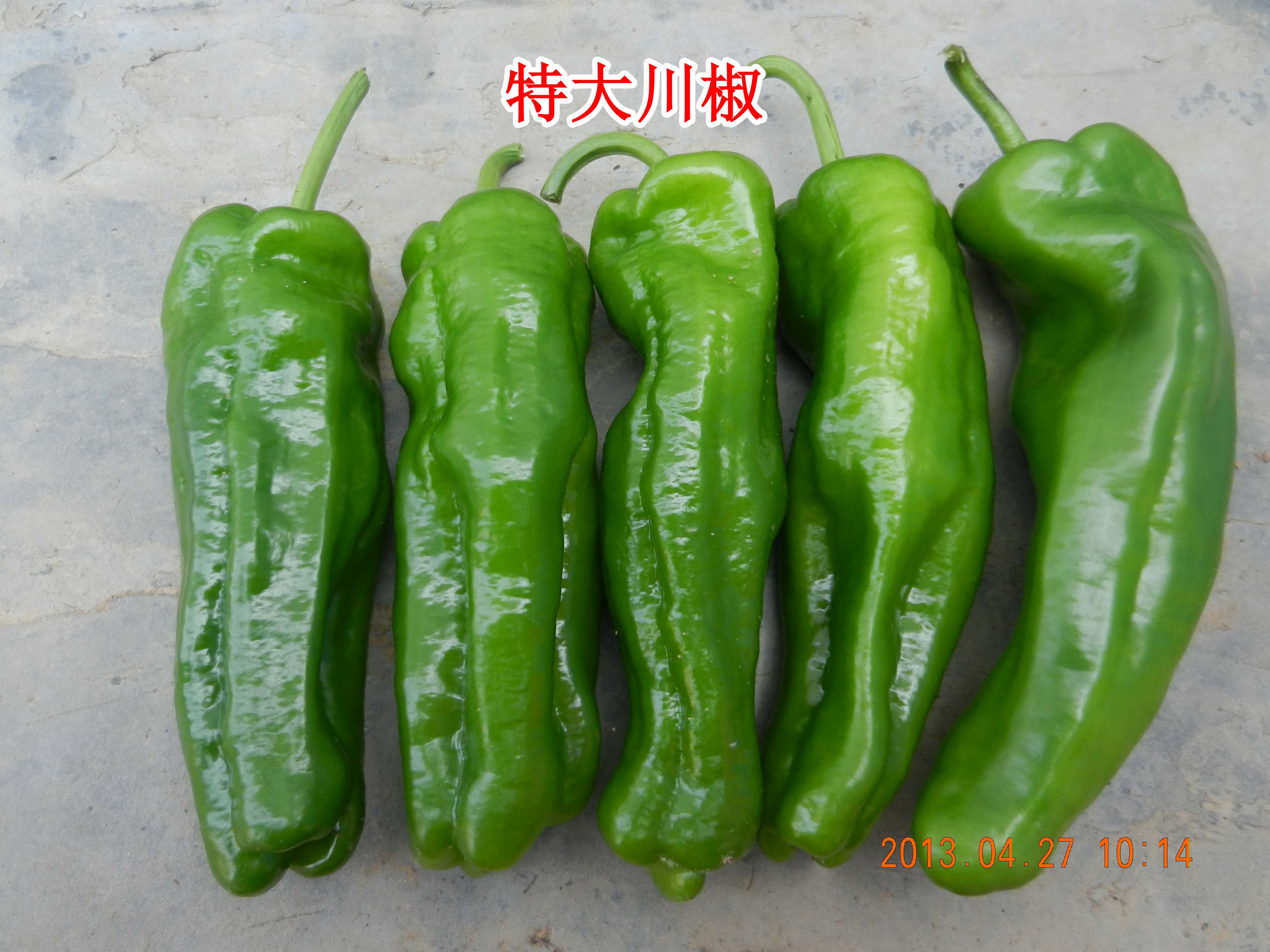 特大川椒1号