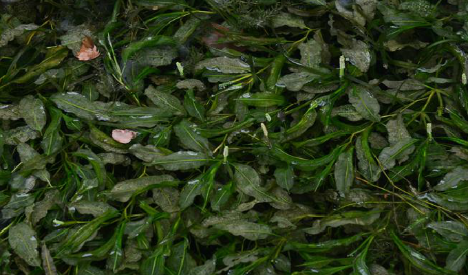  p>竹叶眼子菜(学名: i>potamogeton wrightii /i> morong)是眼子菜科