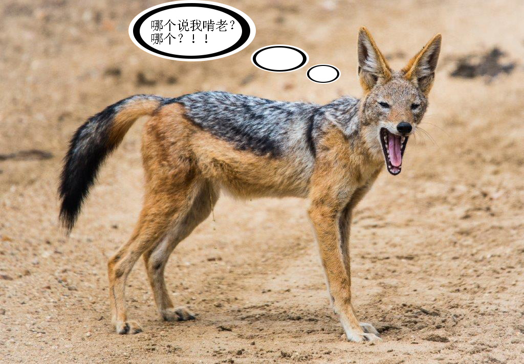 黑背胡狼的生存智慧：家族式育幼的模式，令其躲过许多无妄之灾_百科TA说