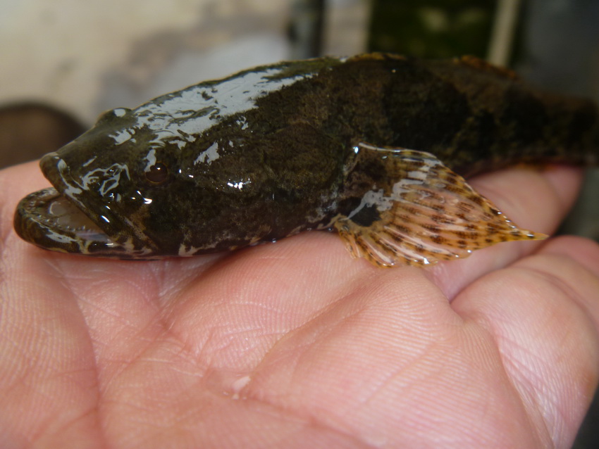  p>老虎鱼为 a target="_blank" href="/item