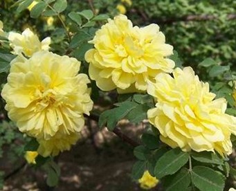  p>黄刺玫,拉丁学名: rosa xanthina lindl,落叶灌木.
