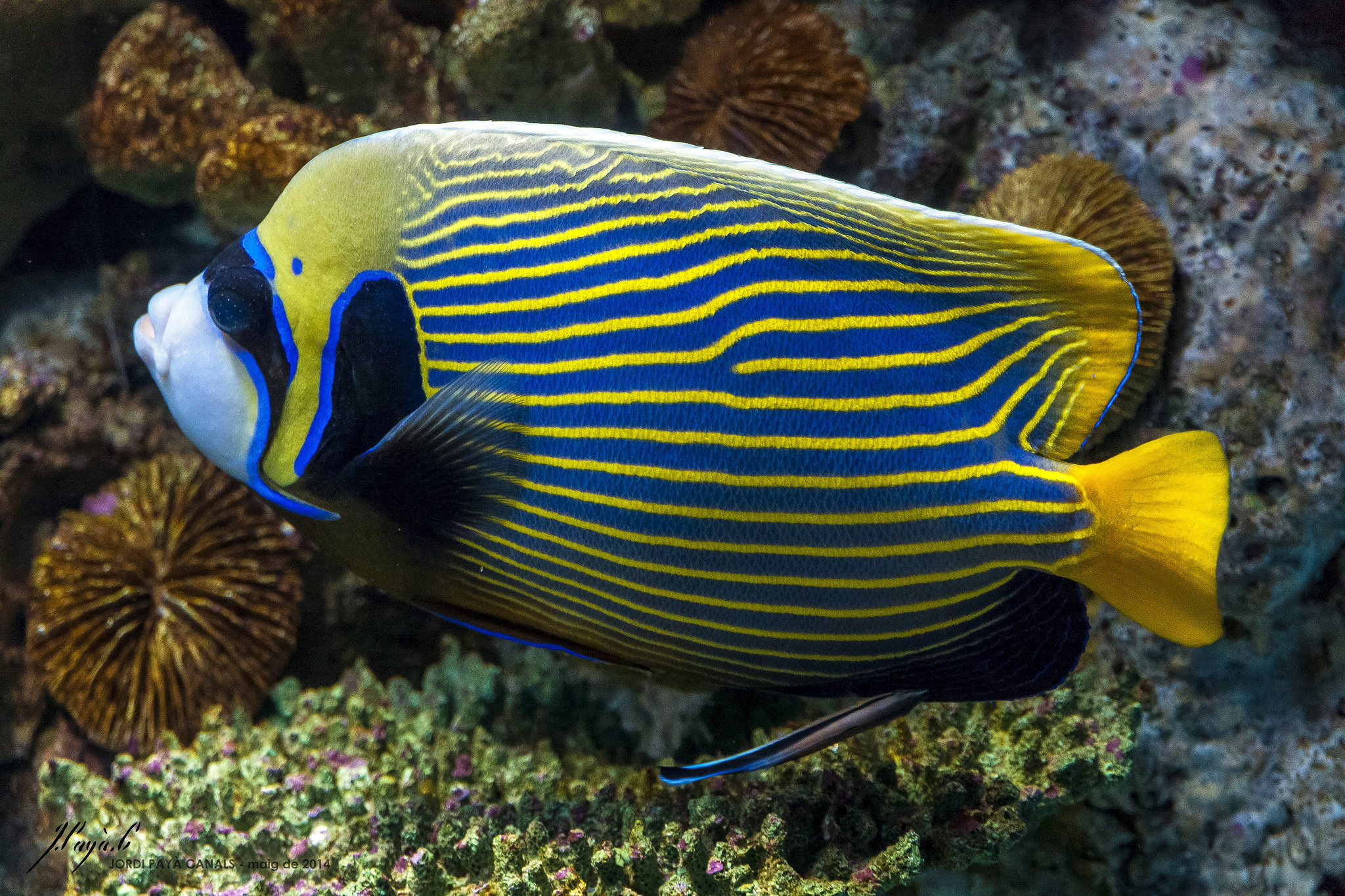 pomacanthus imperator