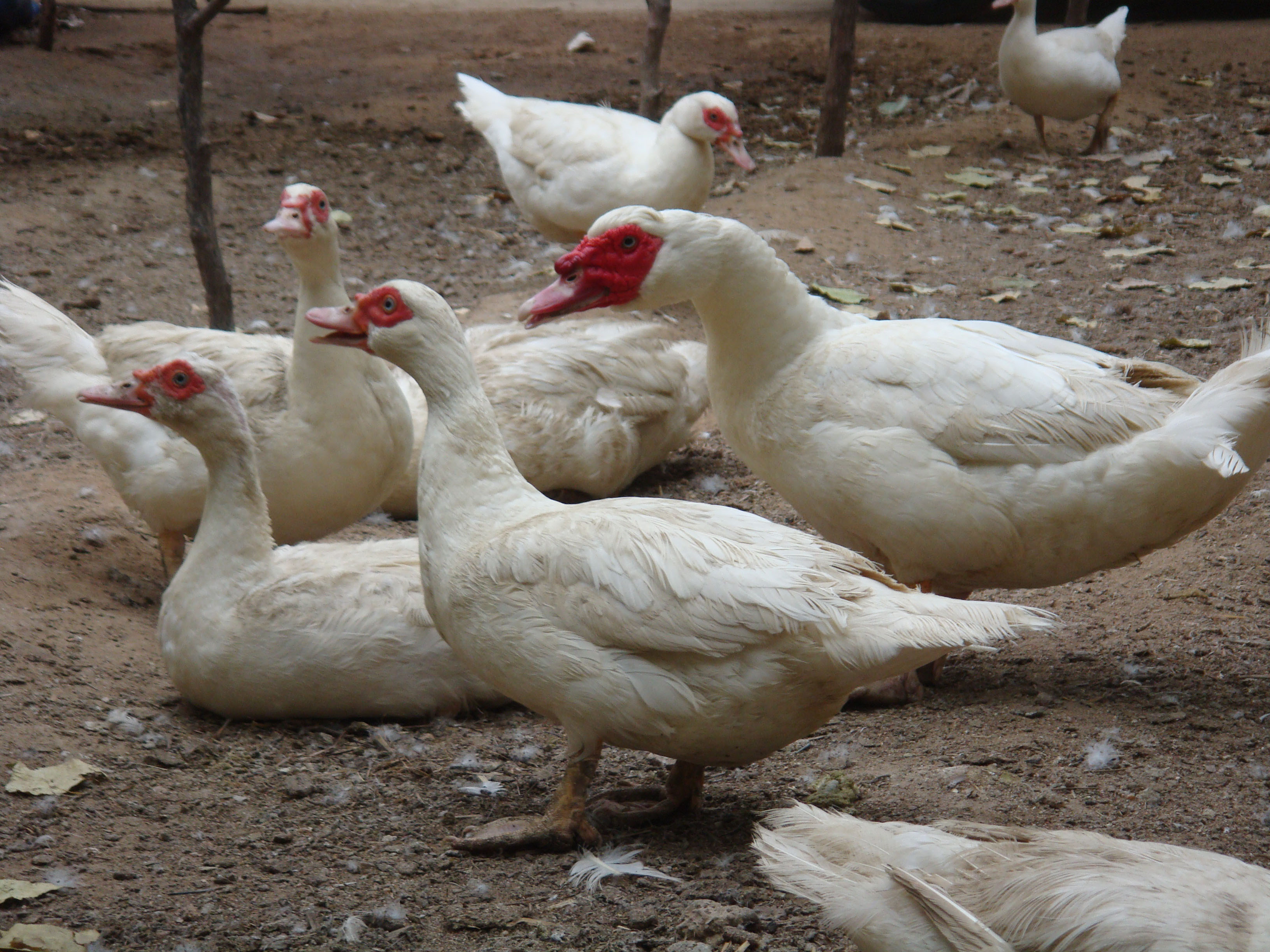 p>美洲雁,又称美洲香醇,原产于南美洲,学名香鹁,属珍禽类具有一定的