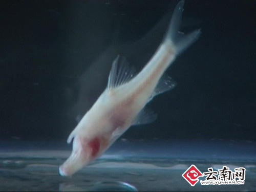 体长,侧扁,是一种洞穴鱼,常年生活在黑暗的溶洞中,眼睛退化后造成头骨