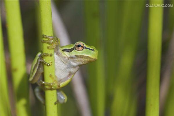  p>树蛙,无尾目树蛙科的1属,体多细长而扁,后肢长,吸盘大,指,趾间有
