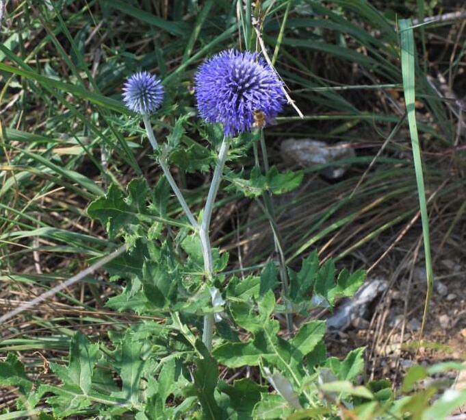 echinops l.