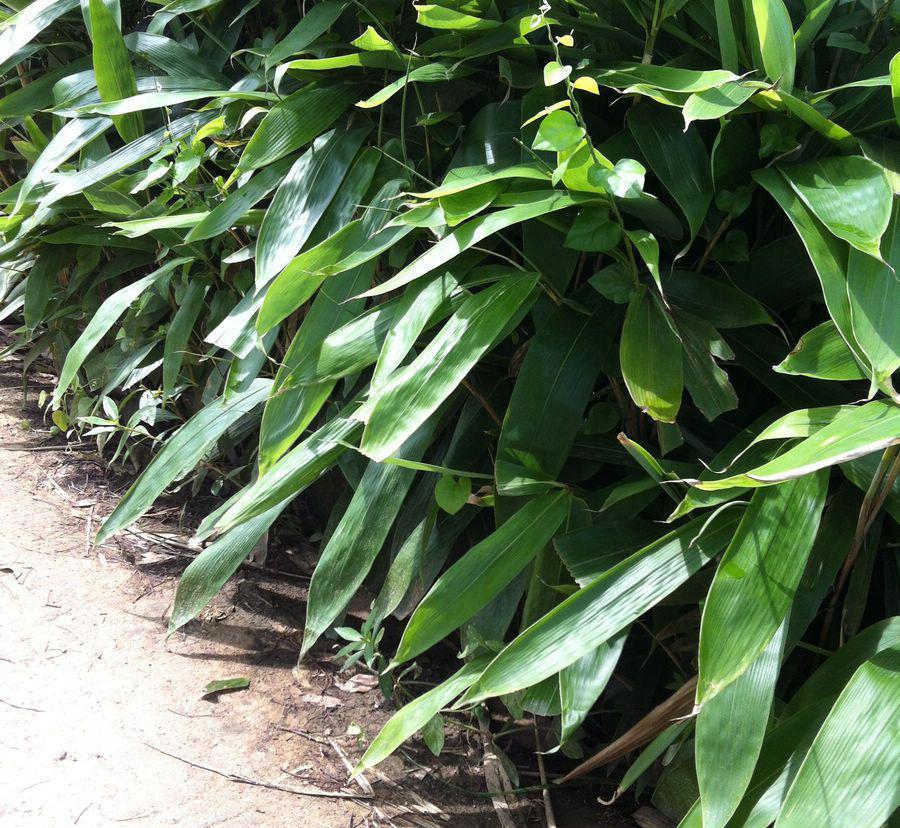 pseudosasa var. nanunica