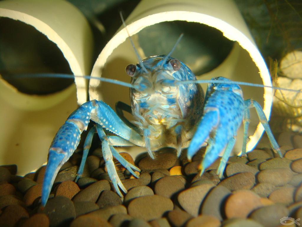 佛罗里达蓝螯虾