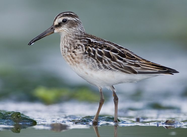 broad-billed sandpiper