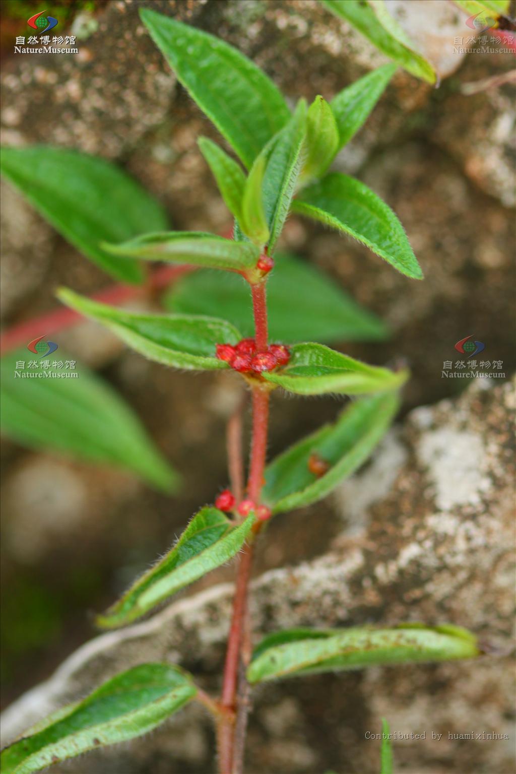 ">荨麻科 /a>植物 a target="_blank" href="/item/糯米团/18275287"