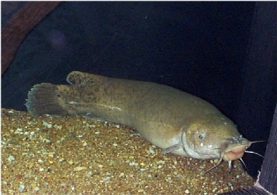  p>电鲶,学名:malapterurus electricus.