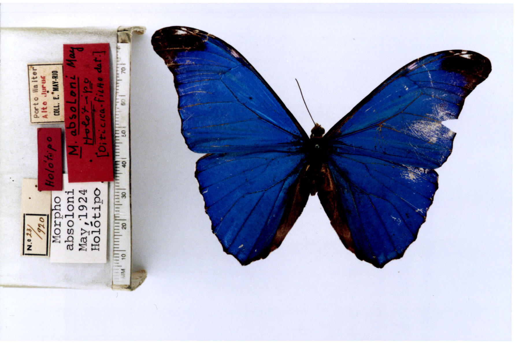 morpho nymphalis