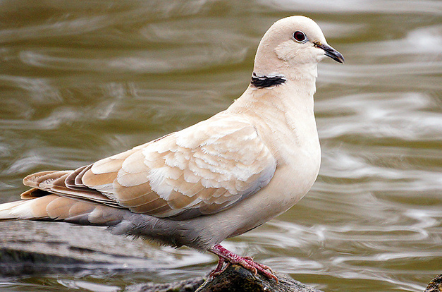  p>火斑鸠(学名:oenopopelia i> tranquebarica /i>),又称红鸠,红斑鸠