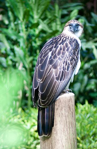  p>食猿雕(学名: i>pithecophaga jefferyi /i>):也称作菲律宾雕.